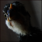 Rescued Pullet.