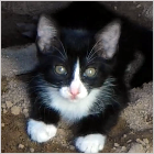 Rescued Black Cat With White Feet.