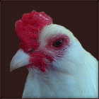 Rescued White Rooster With White Beak.