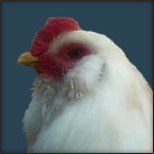 Rescued White Rooster With Yellow Beak.