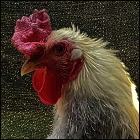 Rescued Niederrheiner Cockerel.
