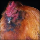 Rescued Bearded Red Rooster.