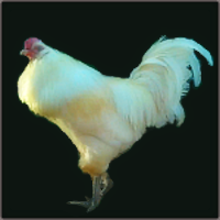 Big White Bearded Rooster.