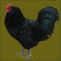 Black Bearded Rooster.