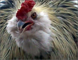 Bearded Rooster.