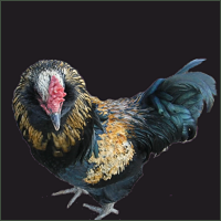 Black Bearded Rooster.