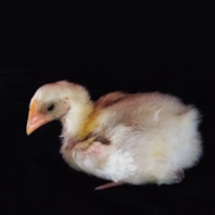 White Cockerel Sitting.