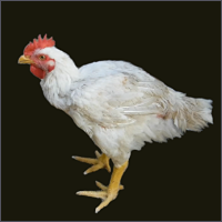 White Chicken With Orange Legs Standing.