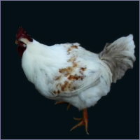 Genetically Modified Rooster.
