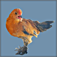 Orange Cockerel.