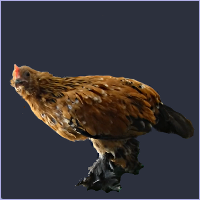Orange Cockerel.