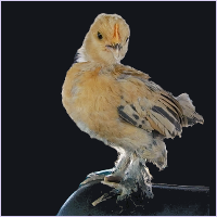 Orange Cockerel.
