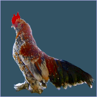 Black Spotted Orange Rooster.