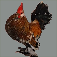 Black Spotted Orange Rooster.