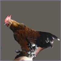 Black Spotted Orange Rooster.
