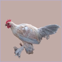 Light Yellow Cockerel.