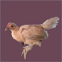 Light Yellow Cockerel.