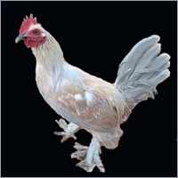 Light Yellow and Blue Rooster.