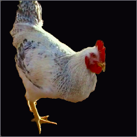 White and Black Cockerel.
