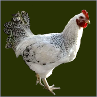 Cockerel.