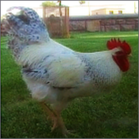 Rooster in Holbrook, Arizona.