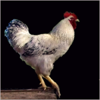 Big Rooster.