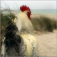 Rooster Looking Toward The Ocean.
