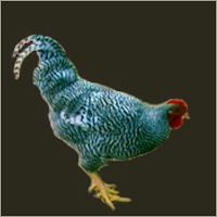 Barred Cockerel Profile.