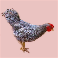 Barred Cockerel.