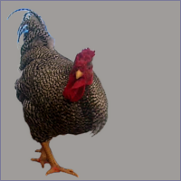Black and White Striped Rooster Stepping Forward.