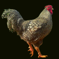 Barred Rooster.
