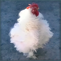 White Rooster With Curly Feathers.