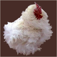 Rooster With White Frizzled Plummage.