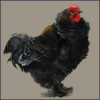 Rooster With Black and Red Frizzled Plummage.