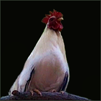 White Rooster With Black Tail.