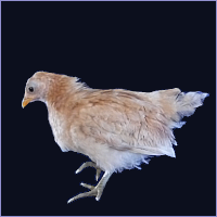 Cockerel With Green Legs.