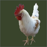White Chicken With Red Shoulders.