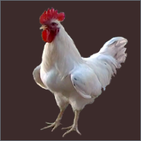 Chicken With White Feathers.