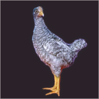 Black and White Striped Cockerel.