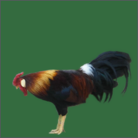Colorful Rooster Standing With Head Lowered.