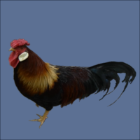 Rooster With White Earlobes.
