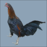 Thin Rooster Standing.