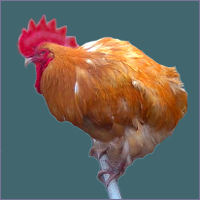 Orange Rooster Perched.