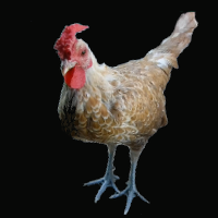 Rooster With Rose Comb and Blue Legs Standing.