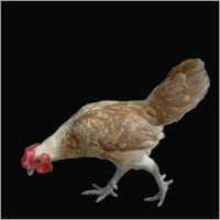 Small Rooster Walking With Head Down.