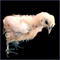 White Rooster With Purple Face.