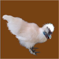 White Rooster With Purple Face.