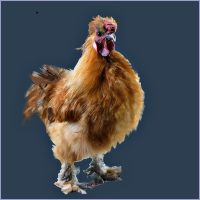 Fuzzy Gold Rooster.