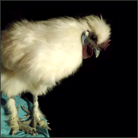 White Rooster With Turquiose Earlobes.