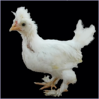 Crested White Cockerel.